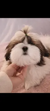 Piesek Shih Tzu 1