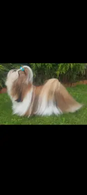 Piesek Shih Tzu 4