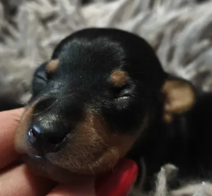 Pinczer Miniaturowy szczenięta ZKWP FCI 2