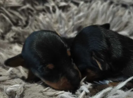 Pinczer Miniaturowy szczenięta ZKWP FCI 1