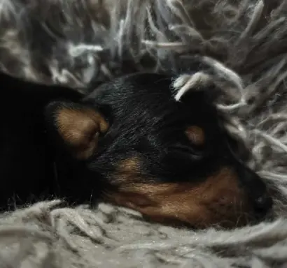 Pinczer Miniaturowy szczenięta ZKWP FCI 4