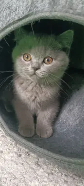 Kotka Brytyjska krótkowłosa niebieska (Lalka) 3