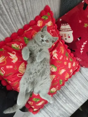 Kotka Brytyjska krótkowłosa niebieska (Lalka) 1