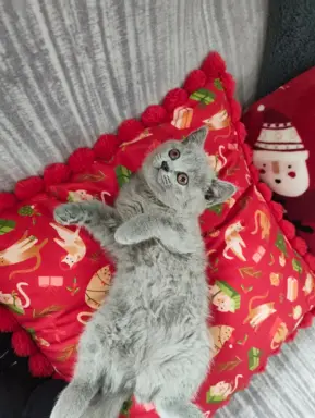 Kotka Brytyjska krótkowłosa niebieska (Lalka) 6