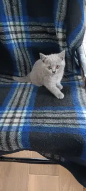 Kotka Brytyjska krótkowłosa niebieska (Lalka) 7