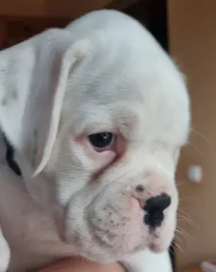 BOKSER - biała suczka (szczenię FCI) 1