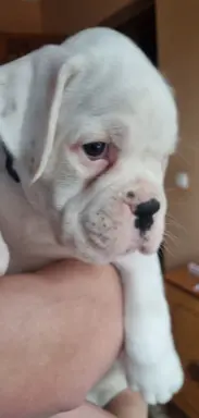 BOKSER - biała suczka (szczenię FCI) 3