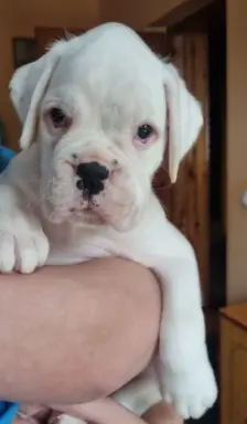 BOKSER - biała suczka (szczenię FCI) 5