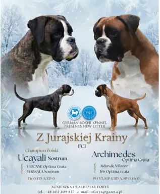 BOKSER - biała suczka (szczenię FCI) 6