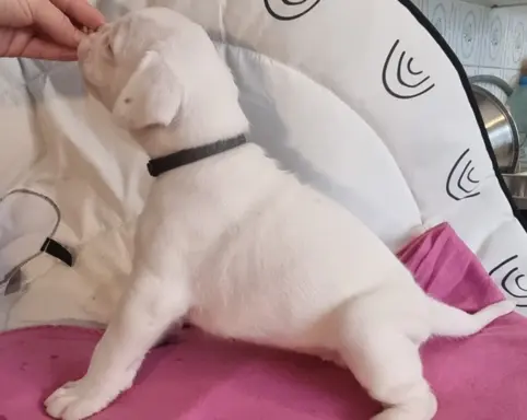 BOKSER - biała suczka (szczenię FCI) 4