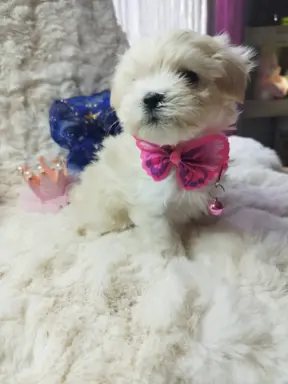 Maltipoo suczka 2