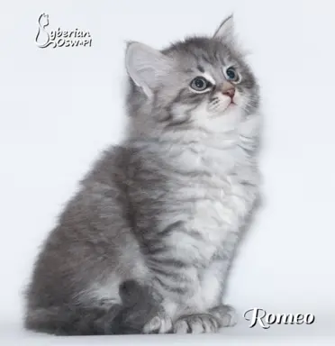 Syberyjski kociak – Romeo blue tabby – championowska linia! 2
