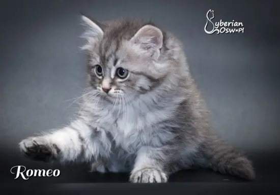 Syberyjski kociak – Romeo blue tabby – championowska linia! 3