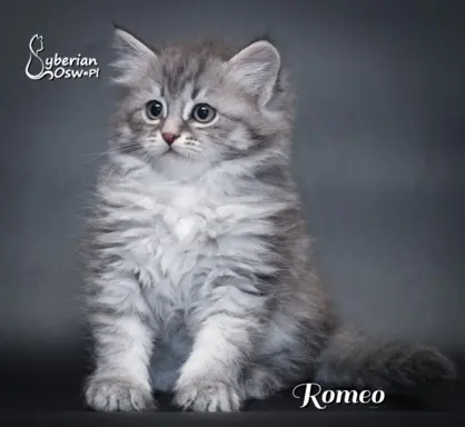 Syberyjski kociak – Romeo blue tabby – championowska linia! 1