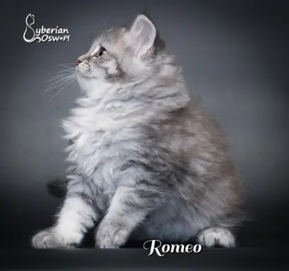 Syberyjski kociak – Romeo blue tabby – championowska linia! 4