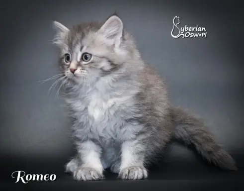 Syberyjski kociak – Romeo blue tabby – championowska linia! 5