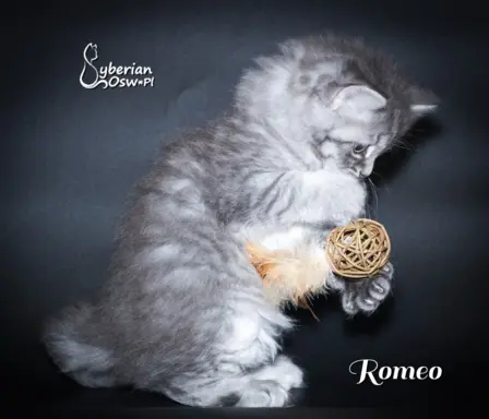 Syberyjski kociak – Romeo blue tabby – championowska linia! 6
