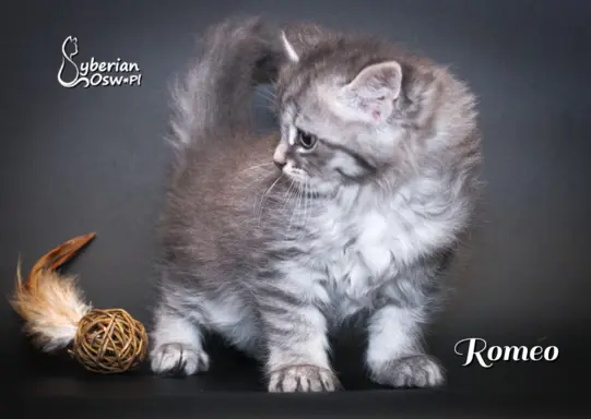 Syberyjski kociak – Romeo blue tabby – championowska linia! 7