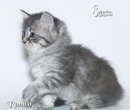 Syberyjski kociak – Romeo blue tabby – championowska linia! 8
