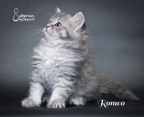Syberyjski kociak – Romeo blue tabby – championowska linia! 9