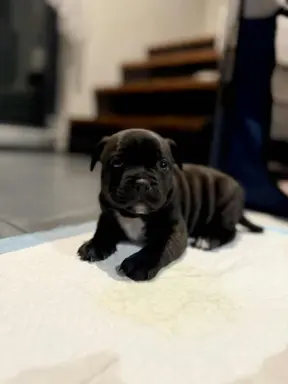 Staffordshire Bull Terrier, Stafik, Staffik 1