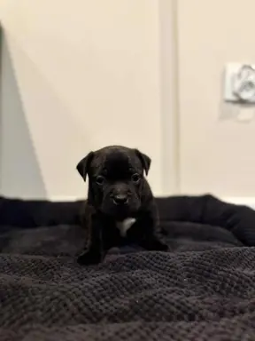 Staffordshire Bull Terrier, Stafik, Staffik 2
