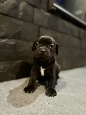Staffordshire Bull Terrier, Stafik, Staffik 4