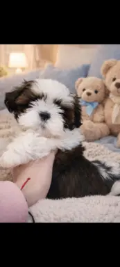 Piesek Shih Tzu 1
