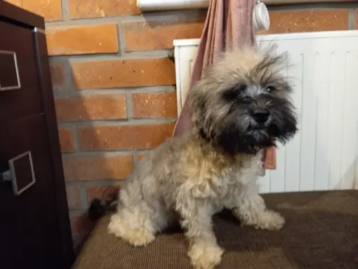 Oferuję do sprzedaży Sunię rasy Rosyjska Bolonka Kolorowa 7