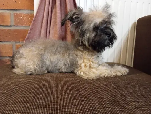 Oferuję do sprzedaży Sunię rasy Rosyjska Bolonka Kolorowa 10