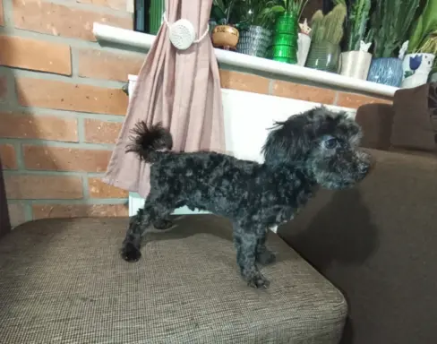 Irokez piesek rasy Rosyjska Bolonka Kolorowa 1