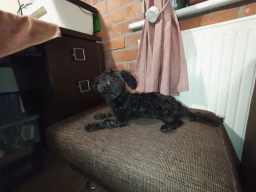 Irokez piesek rasy Rosyjska Bolonka Kolorowa 3