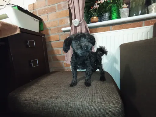 Irokez piesek rasy Rosyjska Bolonka Kolorowa 4