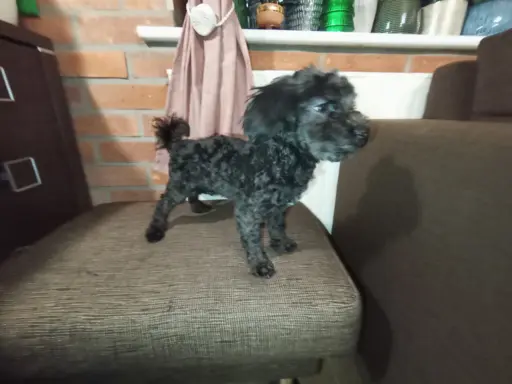 Irokez piesek rasy Rosyjska Bolonka Kolorowa 5