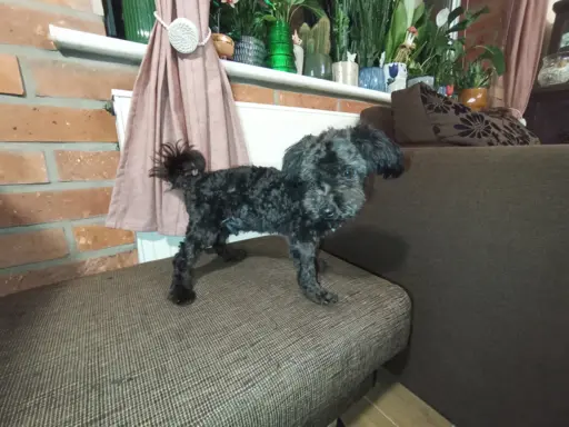 Irokez piesek rasy Rosyjska Bolonka Kolorowa 6