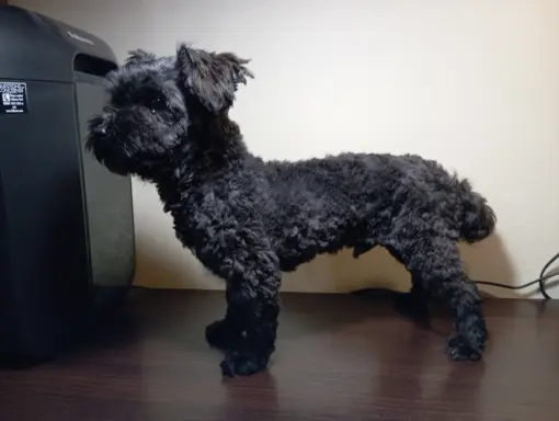 Ice Man piesek rasy Rosyjska Bolonka Kolorowa 1