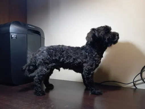 Ice Man piesek rasy Rosyjska Bolonka Kolorowa 2