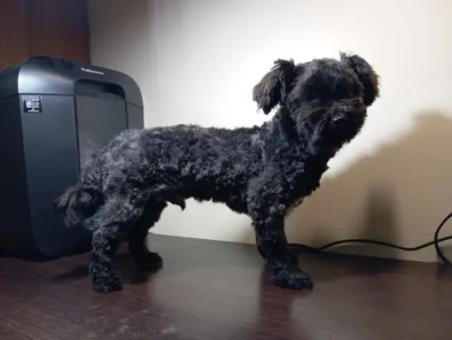 Ice Man piesek rasy Rosyjska Bolonka Kolorowa 3