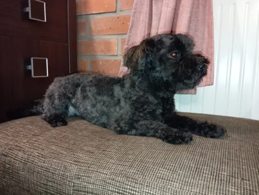 Ice Man piesek rasy Rosyjska Bolonka Kolorowa 5