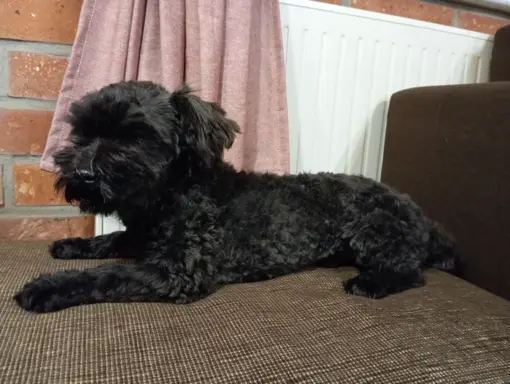 Ice Man piesek rasy Rosyjska Bolonka Kolorowa 6