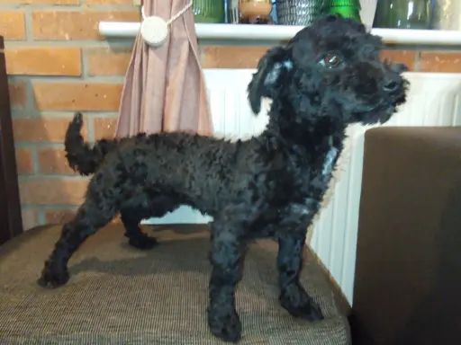 Husar piesek rasy Rosyjska Bolonka Kolorowa 1