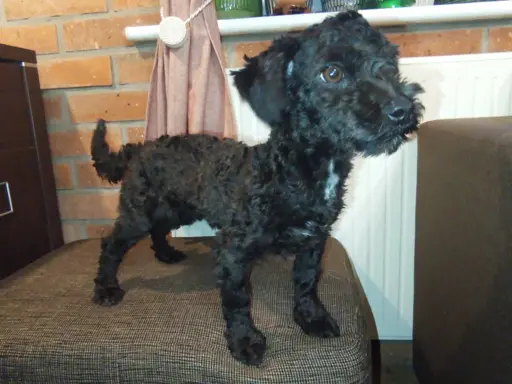 Husar piesek rasy Rosyjska Bolonka Kolorowa 2