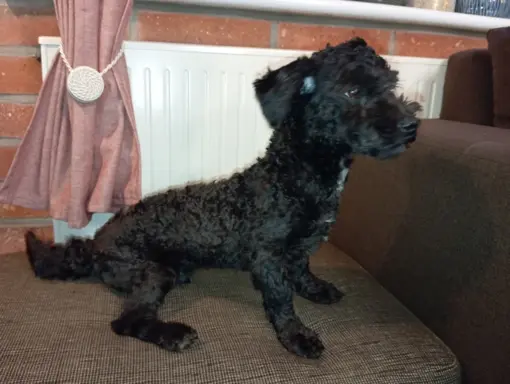 Husar piesek rasy Rosyjska Bolonka Kolorowa 3