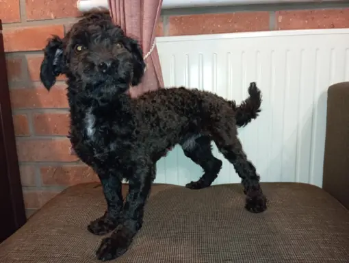 Husar piesek rasy Rosyjska Bolonka Kolorowa 4