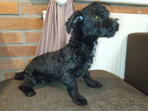 Husar piesek rasy Rosyjska Bolonka Kolorowa 5