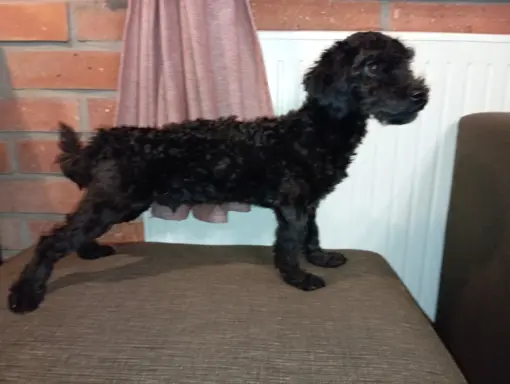 Hetman piesek rasy Rosyjska Bolonka Kolorowa 1