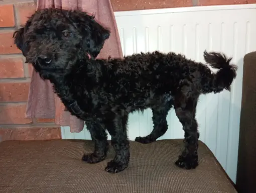 Hetman piesek rasy Rosyjska Bolonka Kolorowa 2