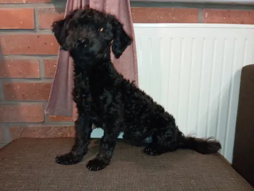 Hetman piesek rasy Rosyjska Bolonka Kolorowa 3