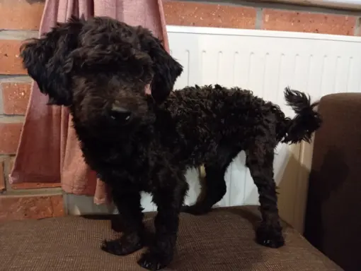 Hetman piesek rasy Rosyjska Bolonka Kolorowa 4