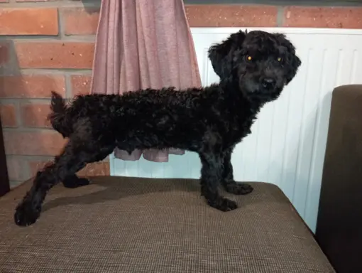 Hetman piesek rasy Rosyjska Bolonka Kolorowa 5